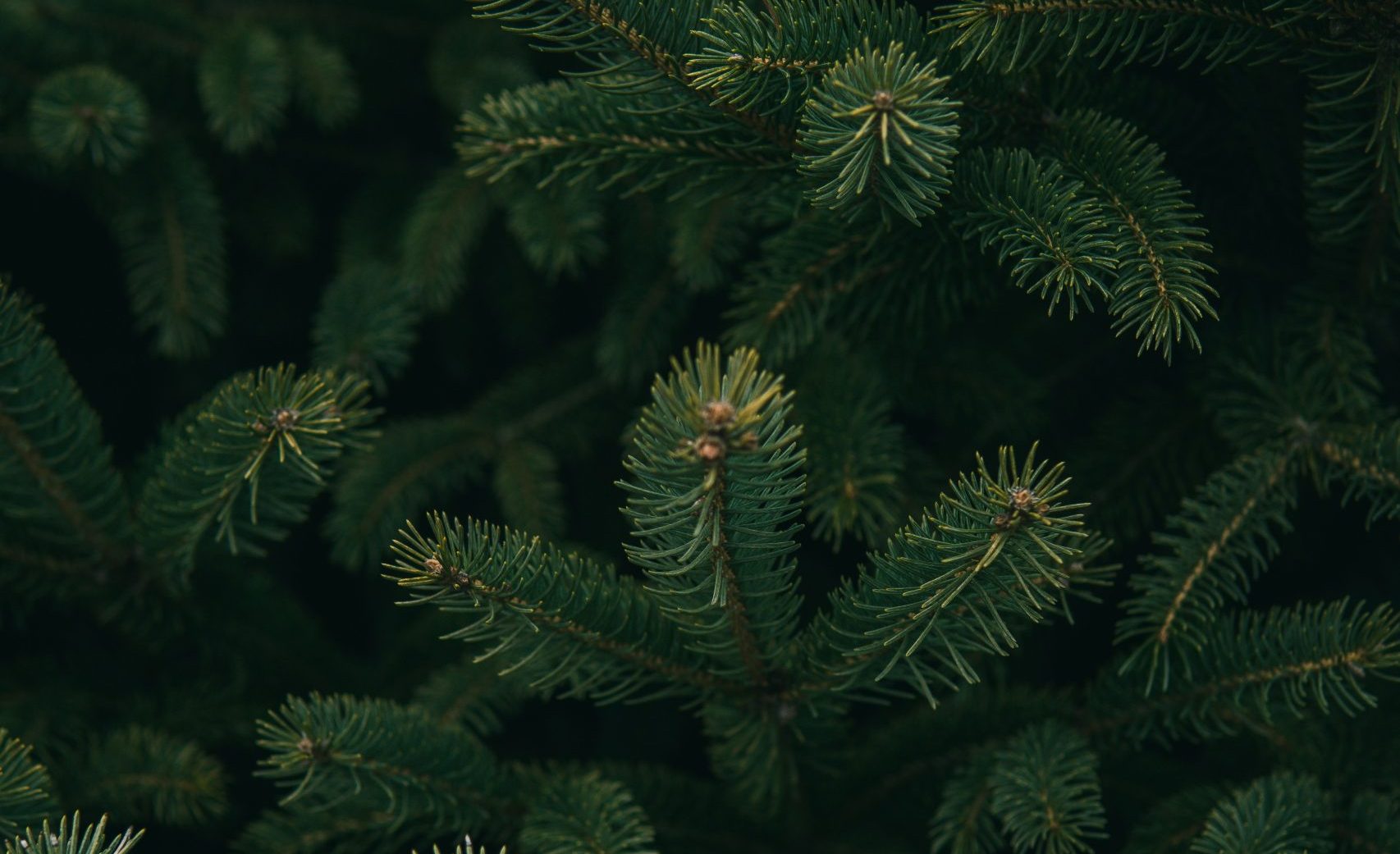 Up close photograph of green pine needles on a bow